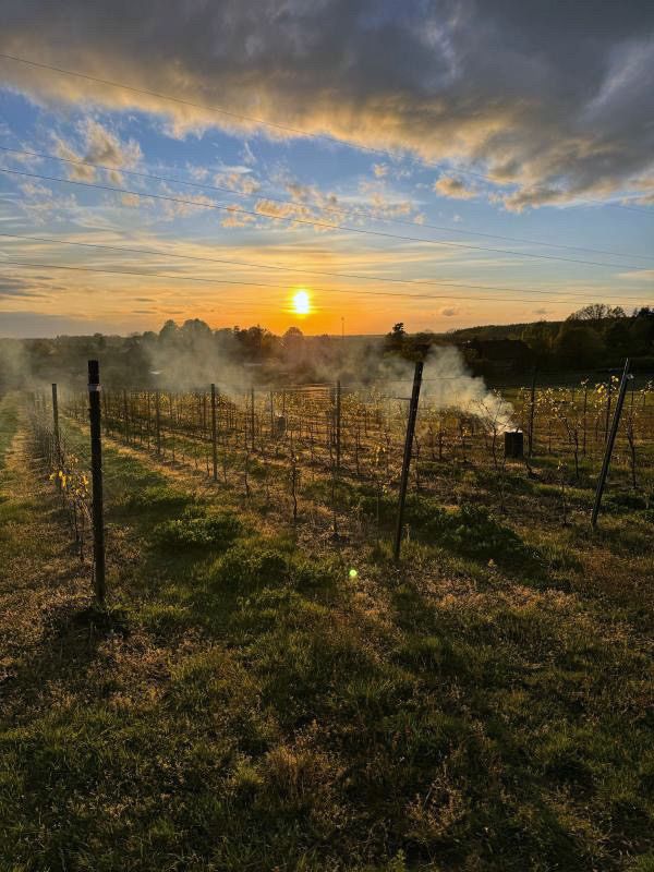 Wiosenne przymrozki w winnicach w Polsce